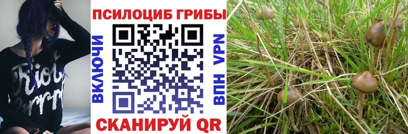 цена   Пушкино  Псилоцибиновые грибы Cubensis 